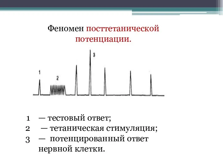 — тестовый ответ; — тетаническая стимуляция; — потенцированный ответ нервной клетки. Феномен посттетанической потенциации.