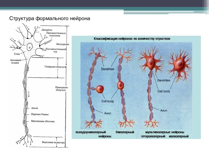 Структура формального нейрона Морфологические формы зрелых нейронов