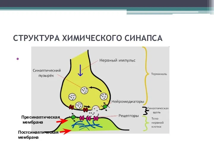 СТРУКТУРА ХИМИЧЕСКОГО СИНАПСА Пресинаптическая мембрана Постсинаптическая мембрана