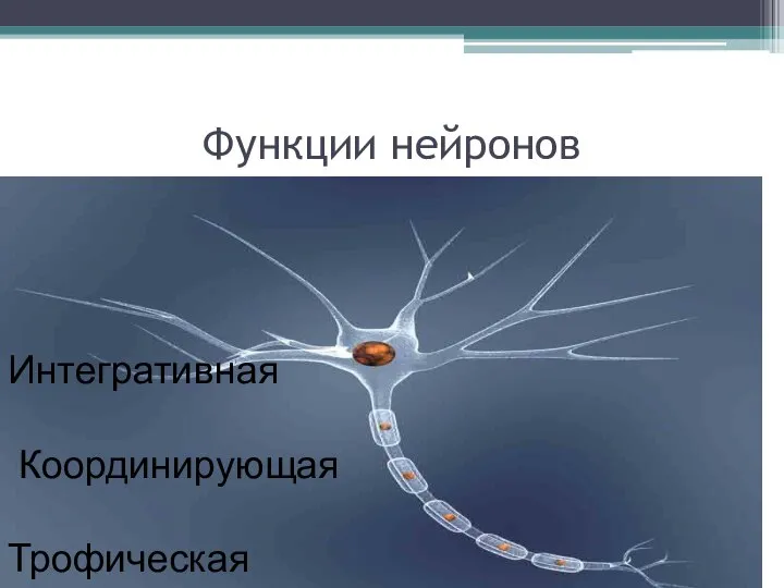 Функции нейронов Интегративная Координирующая Трофическая