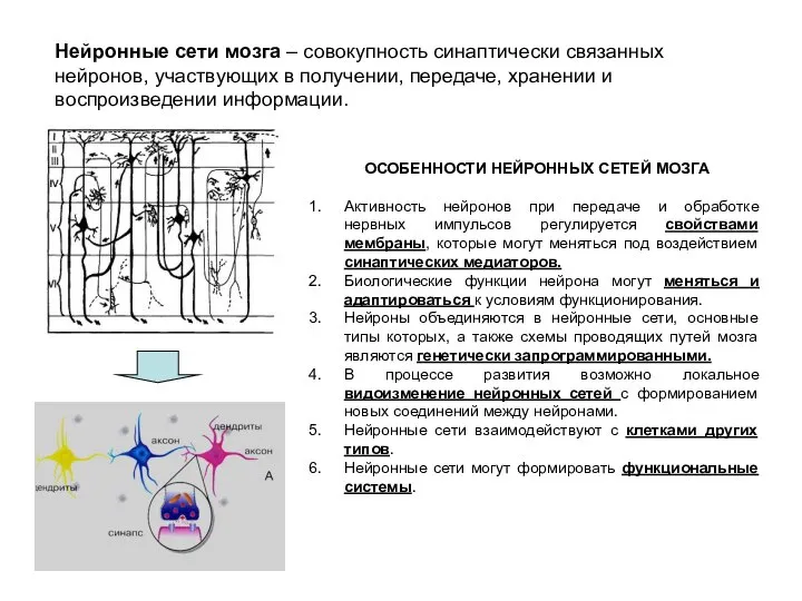 Нейронные сети мозга – совокупность синаптически связанных нейронов, участвующих в получении,