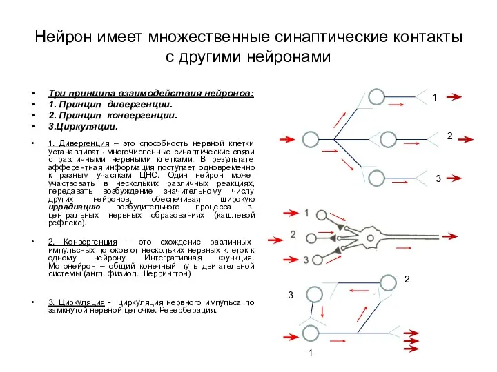 Нейрон имеет множественные синаптические контакты с другими нейронами Три принципа взаимодействия