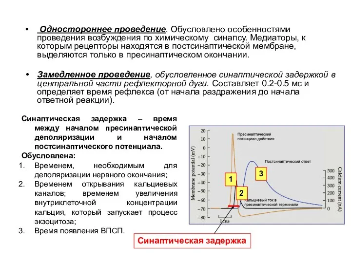 Одностороннее проведение. Обусловлено особенностями проведения возбуждения по химическому синапсу. Медиаторы, к