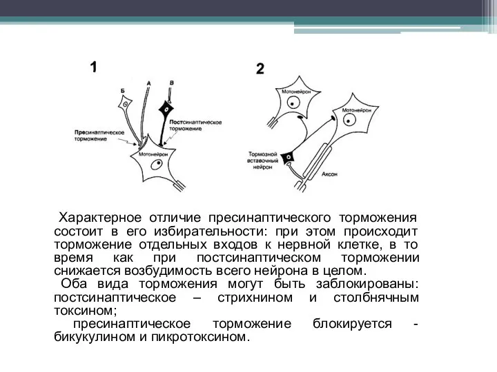 Характерное отличие пресинаптического торможения состоит в его избирательности: при этом происходит