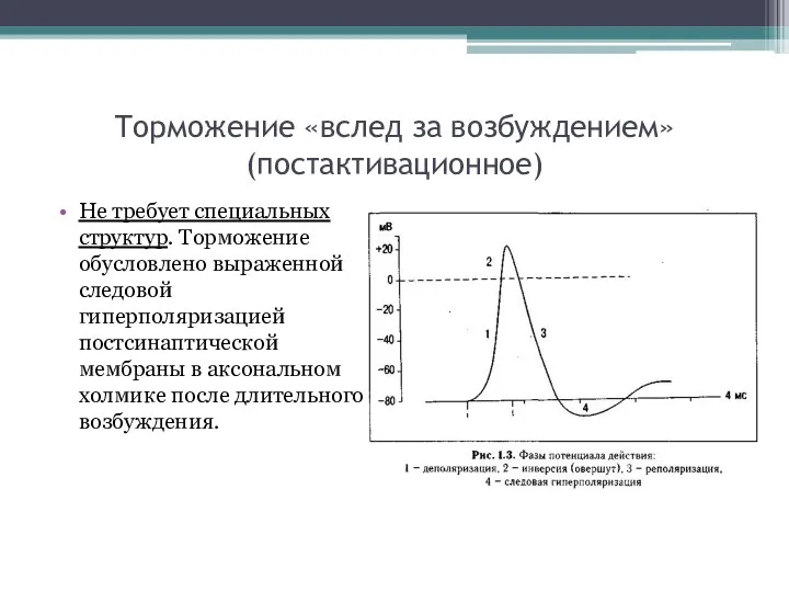 Торможение «вслед за возбуждением» (постактивационное) Не требует специальных структур. Торможение обусловлено