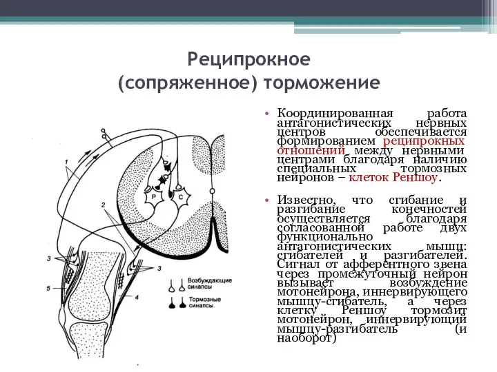 Реципрокное (сопряженное) торможение Координированная работа антагонистических нервных центров обеспечивается формированием реципрокных