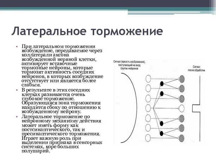 Латеральное торможение При латеральном торможении возбуждение, передаваемое через коллатерали аксона возбужденной