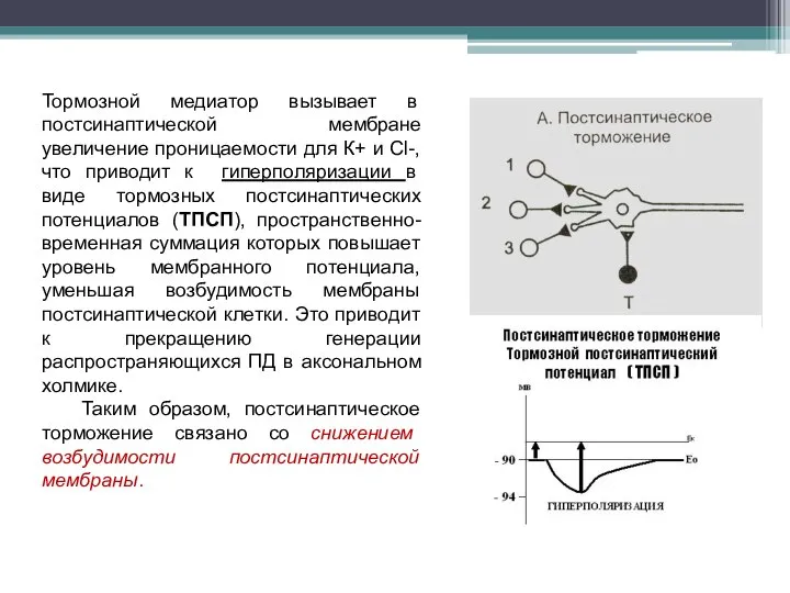 Тормозной медиатор вызывает в постсинаптической мембране увеличение проницаемости для К+ и