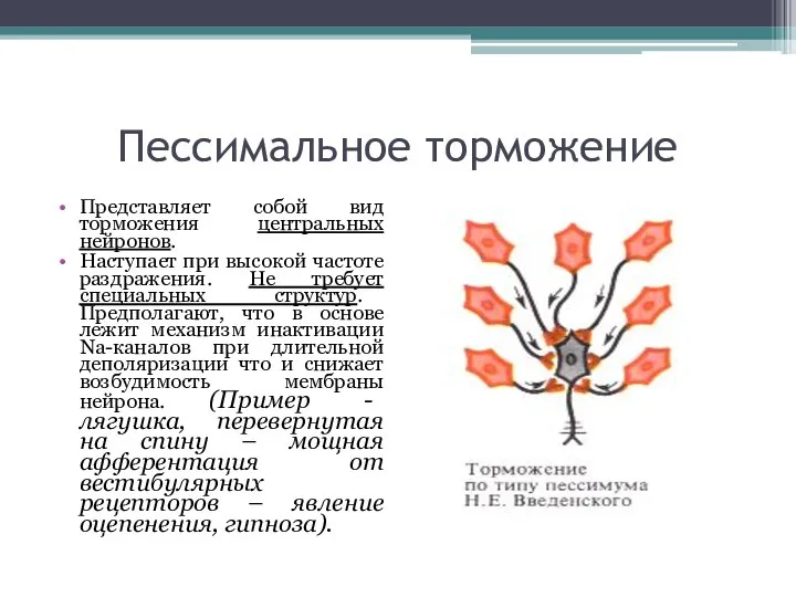 Пессимальное торможение Представляет собой вид торможения центральных нейронов. Наступает при высокой