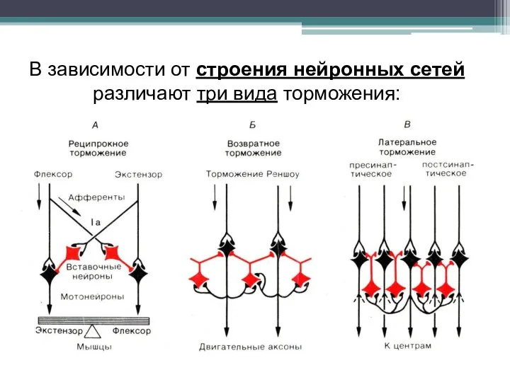 В зависимости от строения нейронных сетей различают три вида торможения: