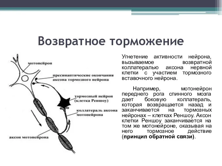 Возвратное торможение Угнетение активности нейрона, вызываемое возвратной коллатералью аксона нервной клетки