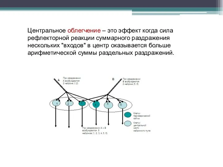 Центральное облегчение – это эффект когда сила рефлекторной реакции суммарного раздражения