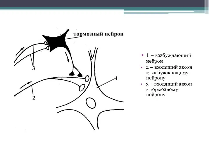 1 – возбуждающий нейрон 2 – входящий аксон к возбуждающему нейрону