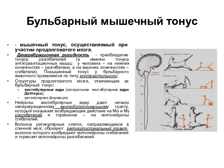 Бульбарный мышечный тонус - мышечный тонус, осуществляемый при участии продолговатого мозга.