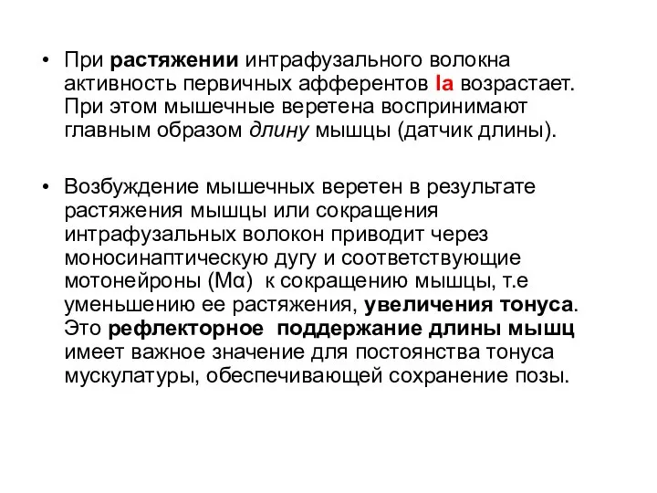 При растяжении интрафузального волокна активность первичных афферентов Ia возрастает. При этом