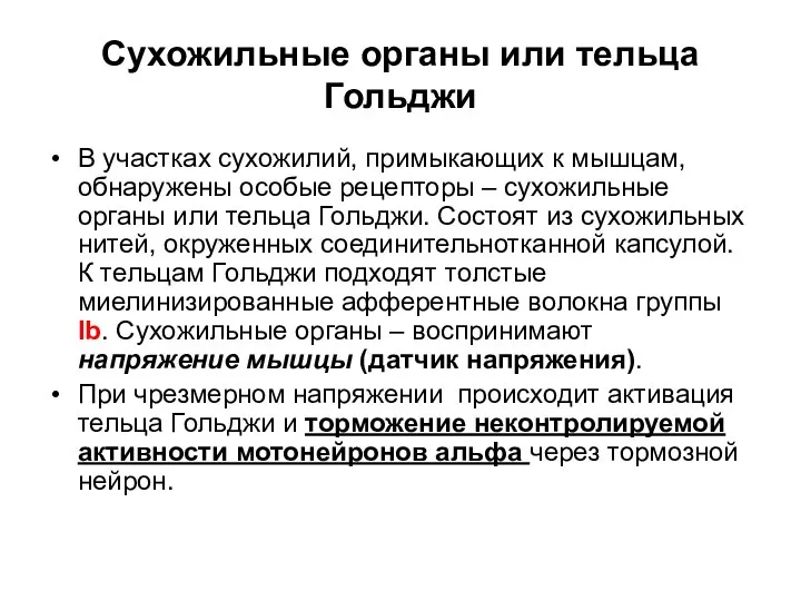 Сухожильные органы или тельца Гольджи В участках сухожилий, примыкающих к мышцам,