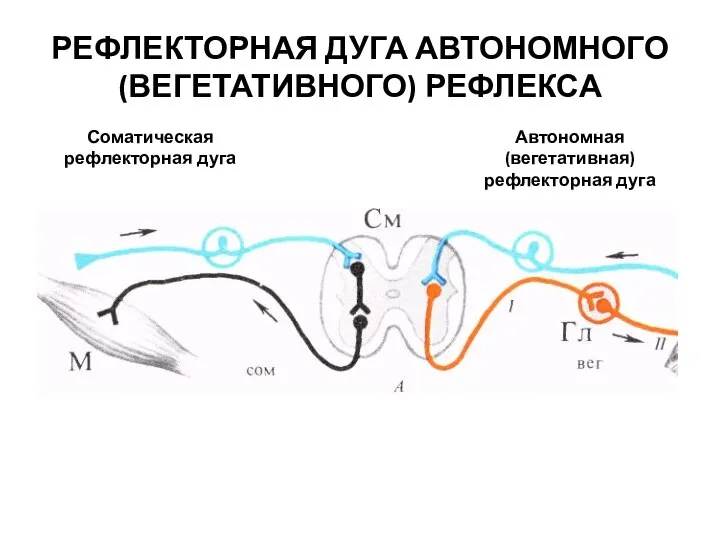 РЕФЛЕКТОРНАЯ ДУГА АВТОНОМНОГО (ВЕГЕТАТИВНОГО) РЕФЛЕКСА Соматическая рефлекторная дуга Автономная (вегетативная) рефлекторная дуга