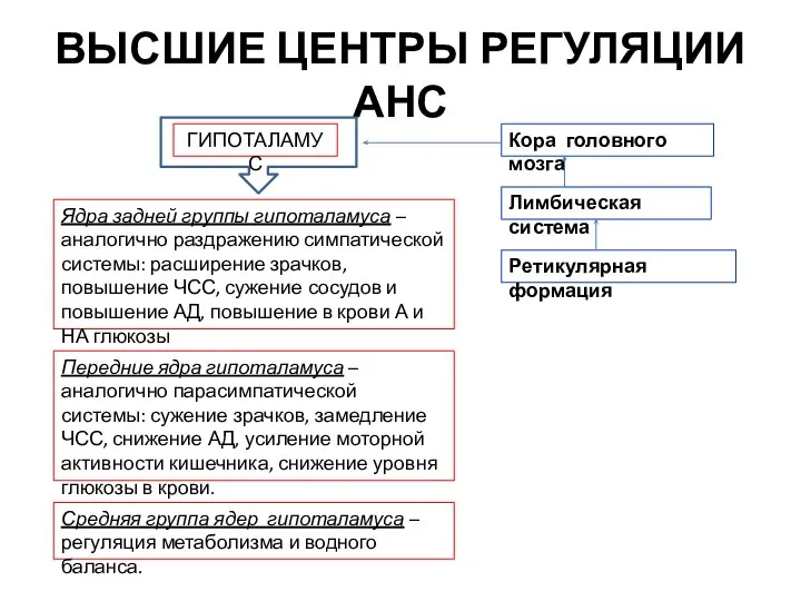 ВЫСШИЕ ЦЕНТРЫ РЕГУЛЯЦИИ АНС ГИПОТАЛАМУС Ядра задней группы гипоталамуса – аналогично