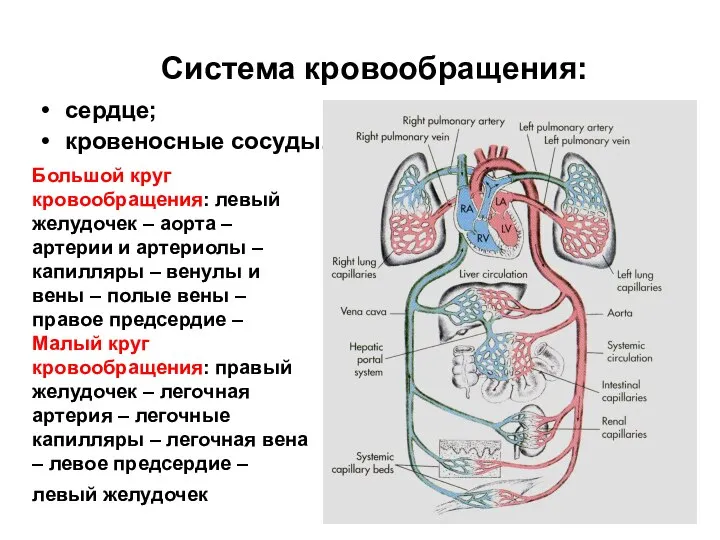 Система кровообращения: сердце; кровеносные сосуды. Большой круг кровообращения: левый желудочек –