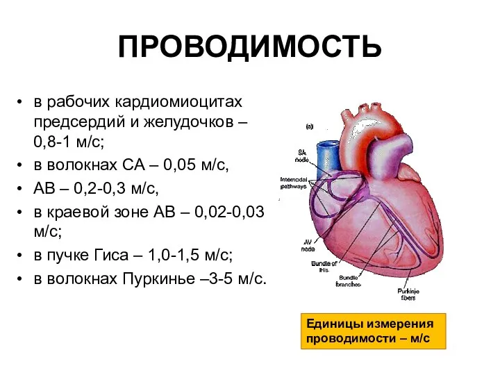 ПРОВОДИМОСТЬ в рабочих кардиомиоцитах предсердий и желудочков – 0,8-1 м/с; в