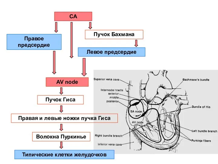 СА Правое предсердие Пучок Бахмана Левое предсердие AV node Пучок Гиса