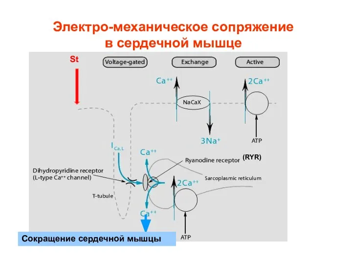 (RYR) Сокращение сердечной мышцы Электро-механическое сопряжение в сердечной мышце St