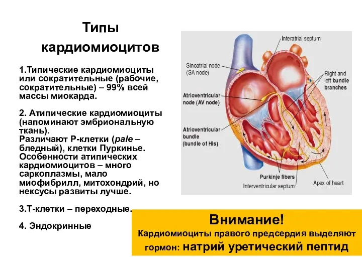 Типы кардиомиоцитов Внимание! Кардиомиоциты правого предсердия выделяют гормон: натрий уретический пептид