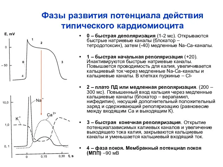 Фазы развития потенциала действия типического кардиомиоцита 0 – быстрая деполяризация (1-2