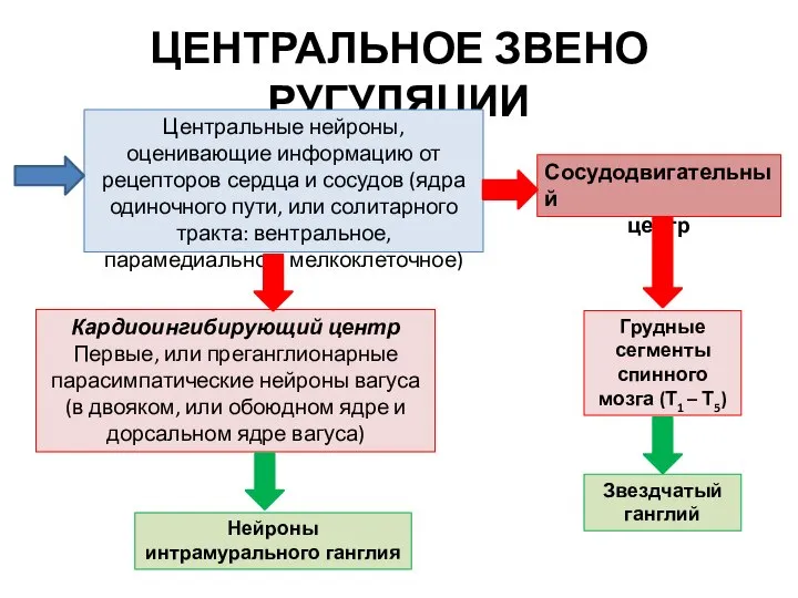 ЦЕНТРАЛЬНОЕ ЗВЕНО РУГУЛЯЦИИ Центральные нейроны, оценивающие информацию от рецепторов сердца и