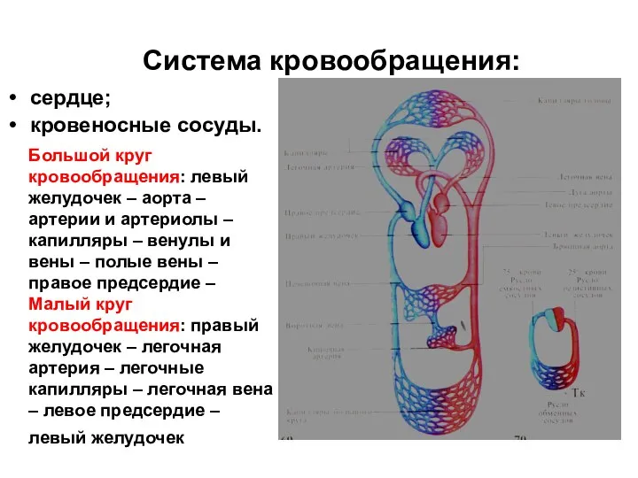 Система кровообращения: сердце; кровеносные сосуды. Большой круг кровообращения: левый желудочек –