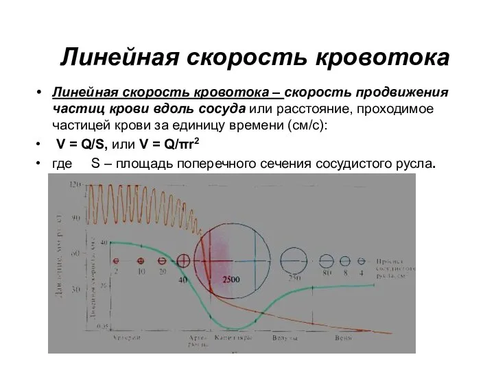 Линейная скорость кровотока Линейная скорость кровотока – скорость продвижения частиц крови