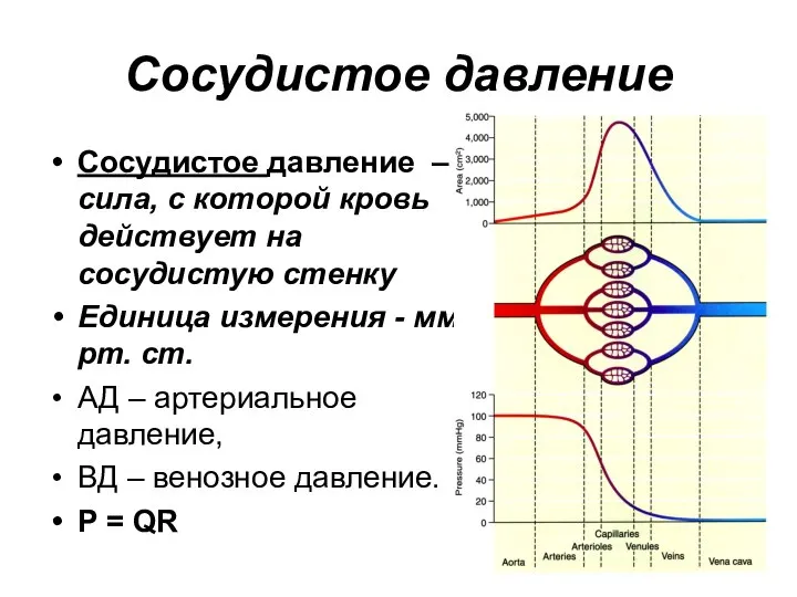 Сосудистое давление Сосудистое давление – сила, с которой кровь действует на