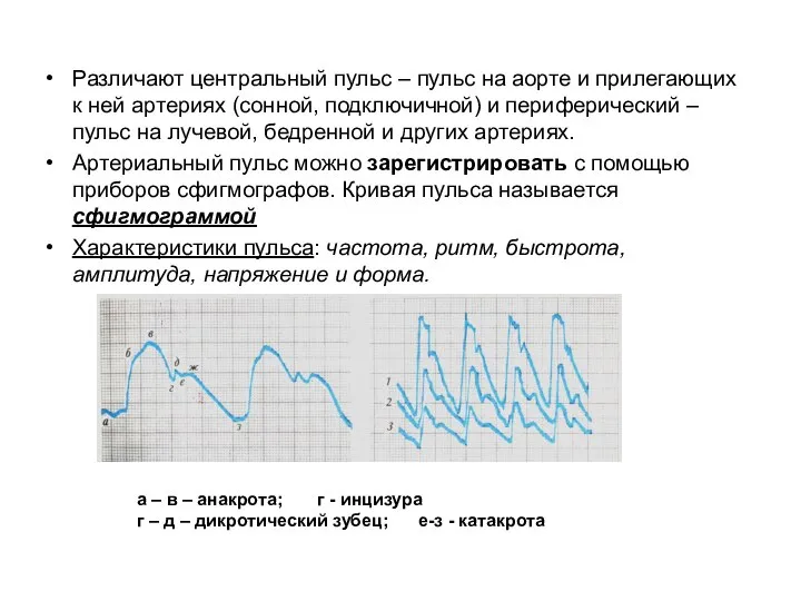 Различают центральный пульс – пульс на аорте и прилегающих к ней