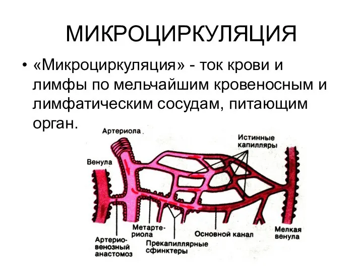 МИКРОЦИРКУЛЯЦИЯ «Микроциркуляция» - ток крови и лимфы по мельчайшим кровеносным и лимфатическим сосудам, питающим орган.