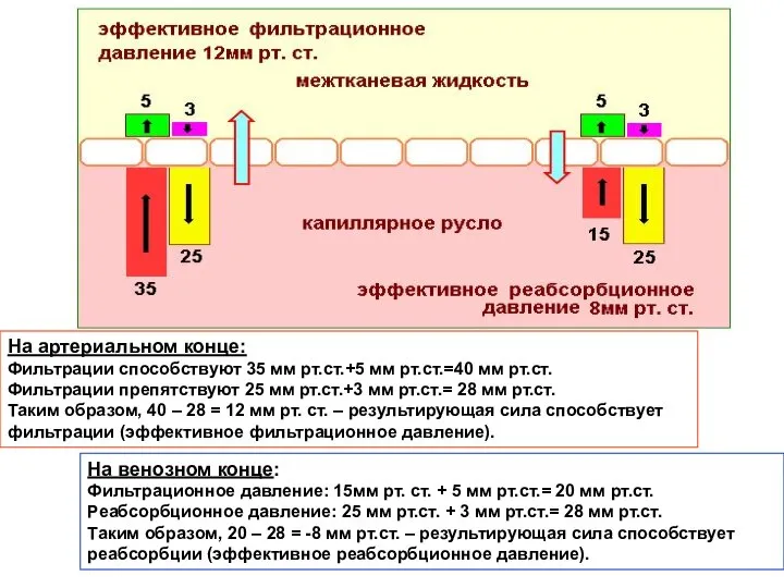 На артериальном конце: Фильтрации способствуют 35 мм рт.ст.+5 мм рт.ст.=40 мм