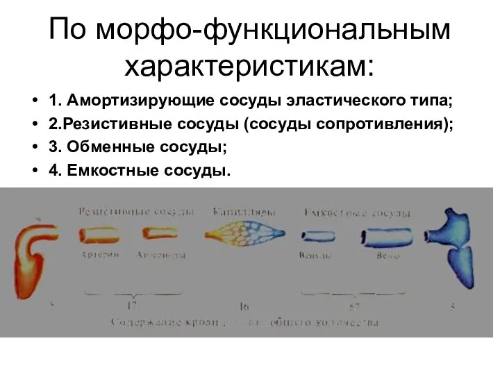 По морфо-функциональным характеристикам: 1. Амортизирующие сосуды эластического типа; 2.Резистивные сосуды (сосуды