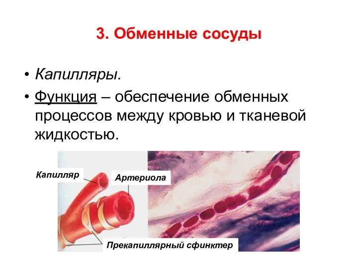 3. Обменные сосуды Капилляры. Функция – обеспечение обменных процессов между кровью