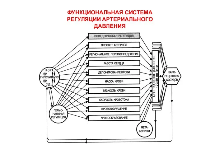 ФУНКЦИОНАЛЬНАЯ СИСТЕМА РЕГУЛЯЦИИ АРТЕРИАЛЬНОГО ДАВЛЕНИЯ