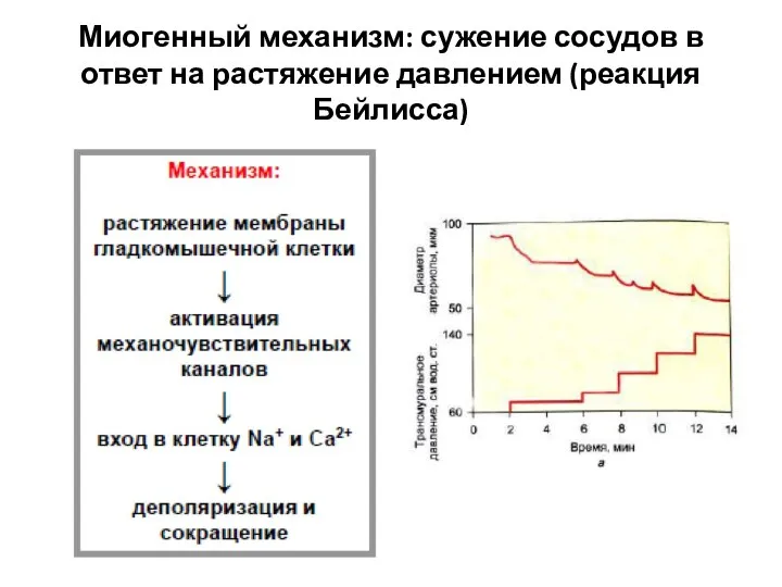 Миогенный механизм: сужение сосудов в ответ на растяжение давлением (реакция Бейлисса)