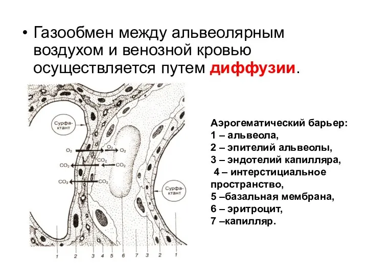 Газообмен между альвеолярным воздухом и венозной кровью осуществляется путем диффузии. Аэрогематический