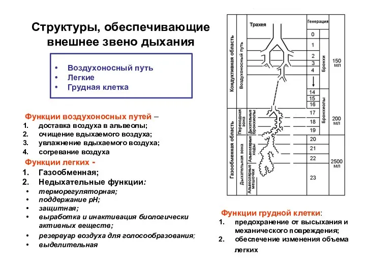 Структуры, обеспечивающие внешнее звено дыхания Воздухоносный путь Легкие Грудная клетка Функции