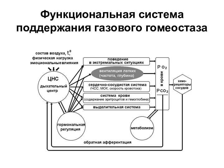 Функциональная система поддержания газового гомеостаза