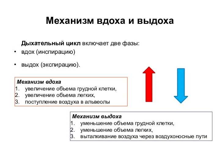 Механизм вдоха и выдоха Дыхательный цикл включает две фазы: вдох (инспирацию)