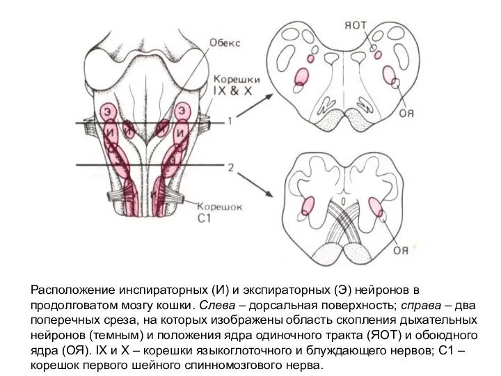 Расположение инспираторных (И) и экспираторных (Э) нейронов в продолговатом мозгу кошки.