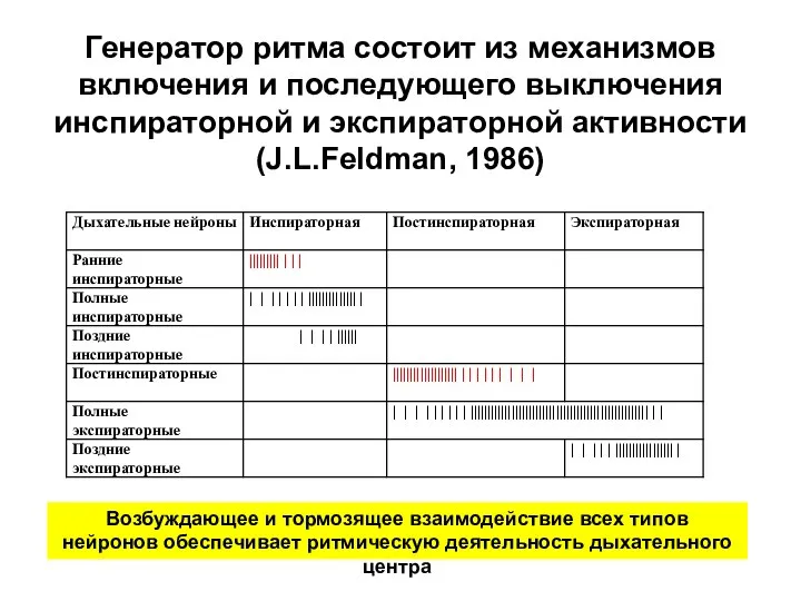 Генератор ритма состоит из механизмов включения и последующего выключения инспираторной и