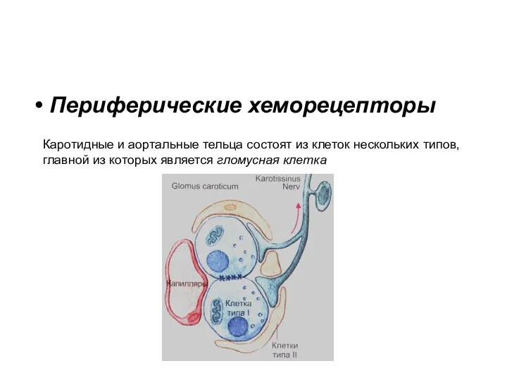 Периферические хеморецепторы Каротидные и аортальные тельца состоят из клеток нескольких типов,