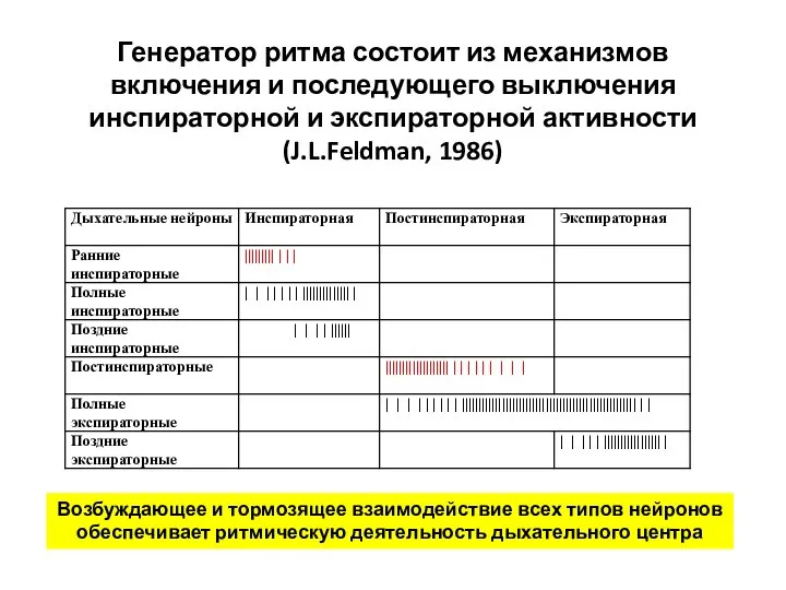 Генератор ритма состоит из механизмов включения и последующего выключения инспираторной и