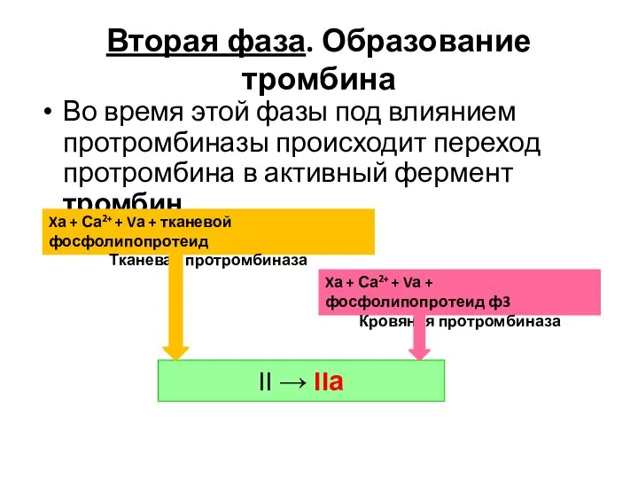 Вторая фаза. Образование тромбина Во время этой фазы под влиянием протромбиназы