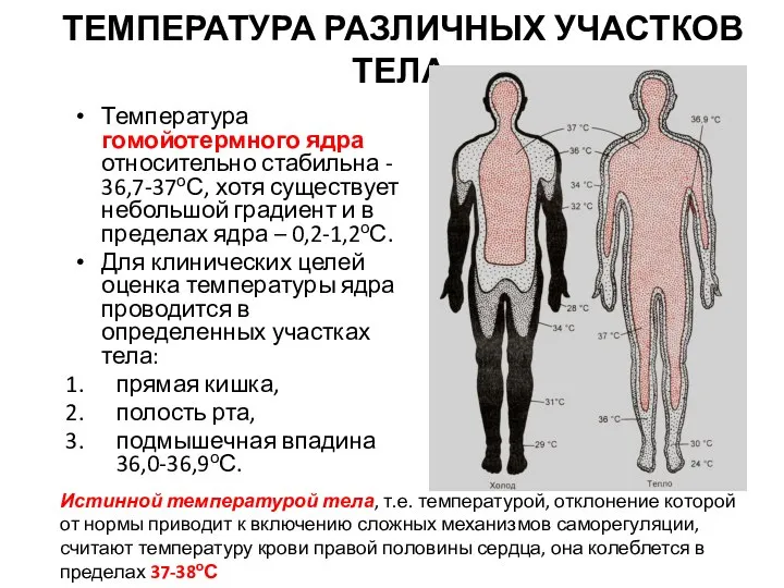 ТЕМПЕРАТУРА РАЗЛИЧНЫХ УЧАСТКОВ ТЕЛА Температура гомойотермного ядра относительно стабильна - 36,7-37оС,