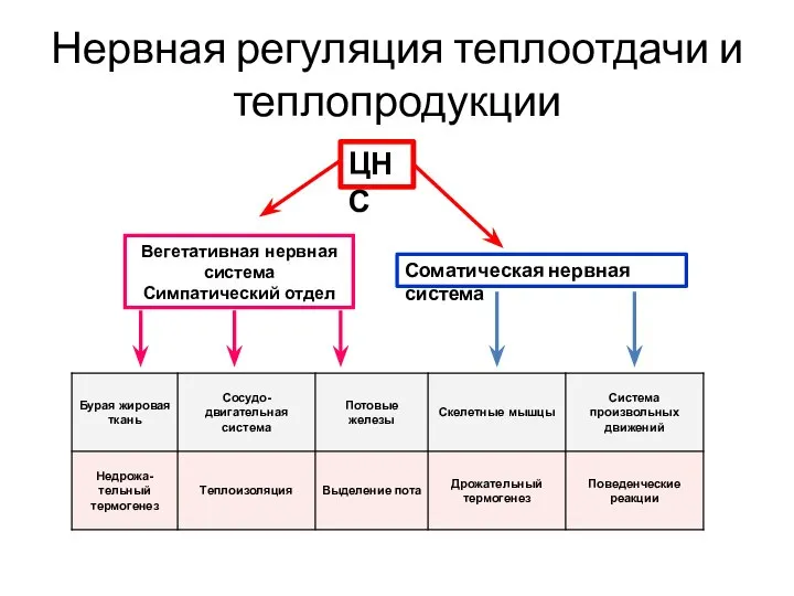 Нервная регуляция теплоотдачи и теплопродукции ЦНС Вегетативная нервная система Симпатический отдел Соматическая нервная система